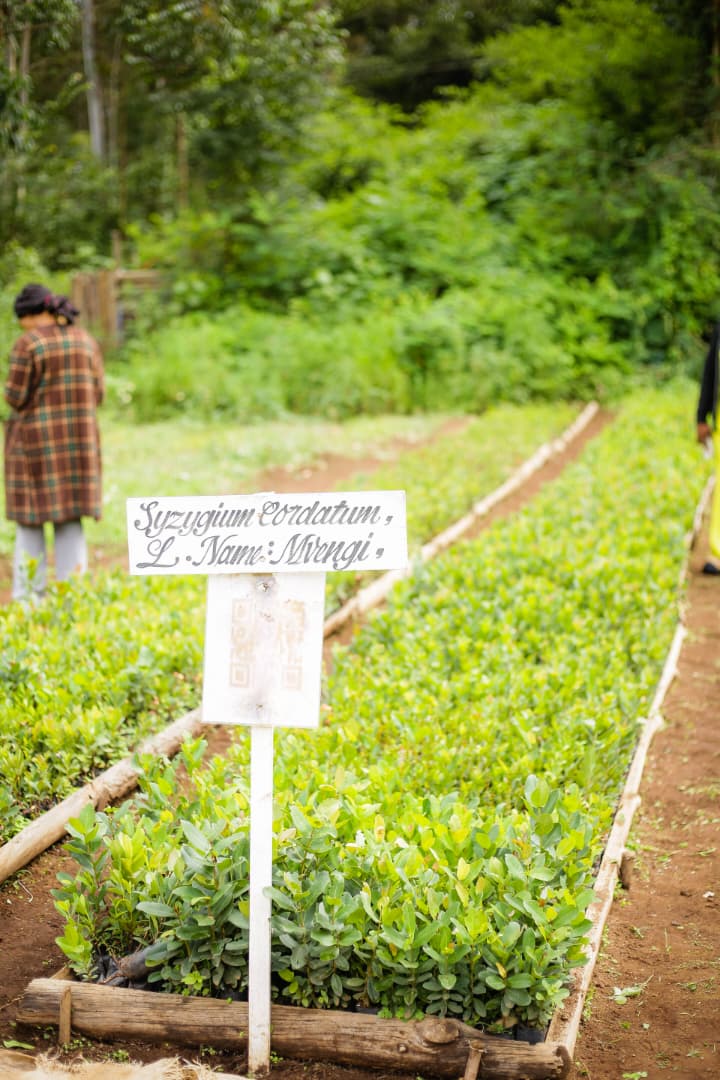 Tree seedling nursery prepared for water-source planting